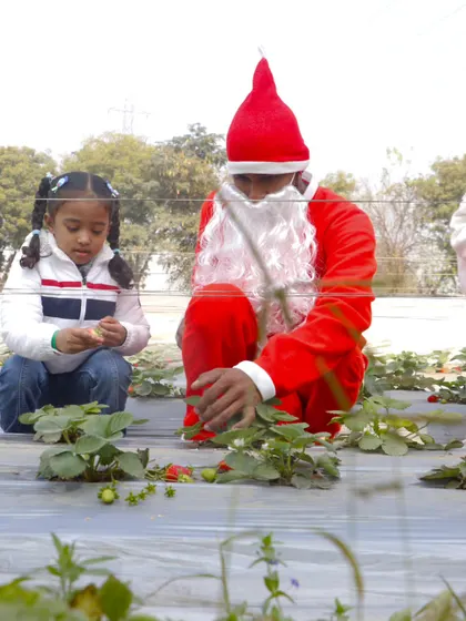 Even Santa helps out with the harvest. Here he is seen picking strawberries with a young guest.