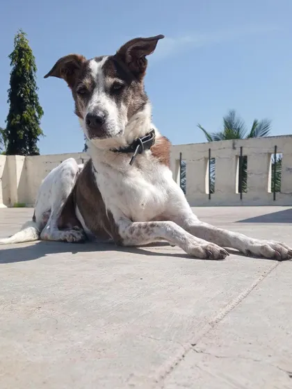 Soaking up the sun on the rooftop. We provide access to safe outdoor spaces for dogs who love to sunbathe.