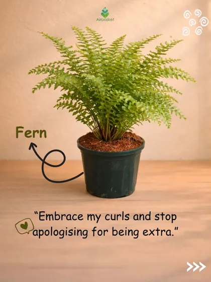 If a Fern could talk, it would tell you to embrace your unique curls and stop apologizing for being a little extra. A fun New Year's resolution from our leafy friend.