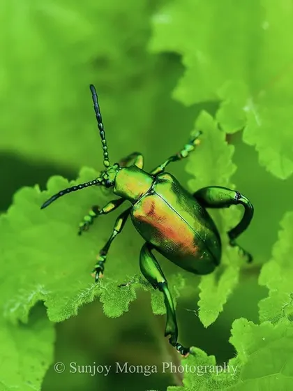 Like an iridescent jewel in the herbage, a glorious Jewel Beetle sits on a leaf. Its metallic sheen catches the light, a tiny, living gem that is easy to miss but breathtaking when you take the time to look.
