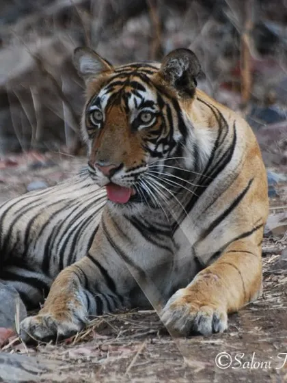 A classic tongue-out Tuesday from Noorie, a tigress in Ranthambore. It's a simple, relaxed moment that shows a different side to these often-intense predators.