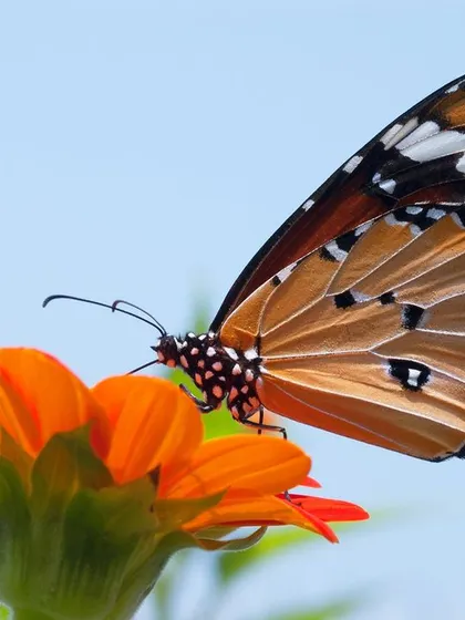 A healthy garden is a habitat for wildlife. By avoiding chemical pesticides, we create a safe haven for beneficial insects like bees and butterflies, which are crucial for pollination and a balanced ecosystem.