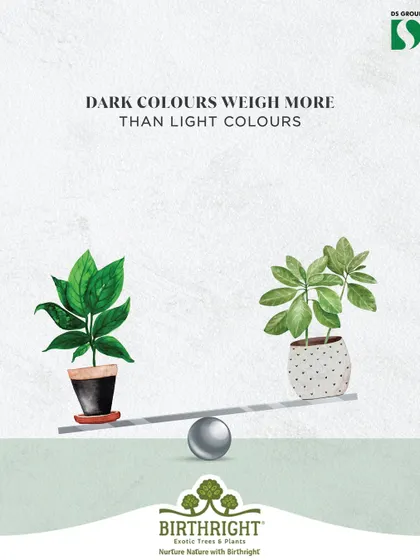 In design, color has weight. Darker colors, like the deep green leaves in the dark pot, feel visually heavier than lighter colors. We use this principle to create balance and anchor our planting compositions.