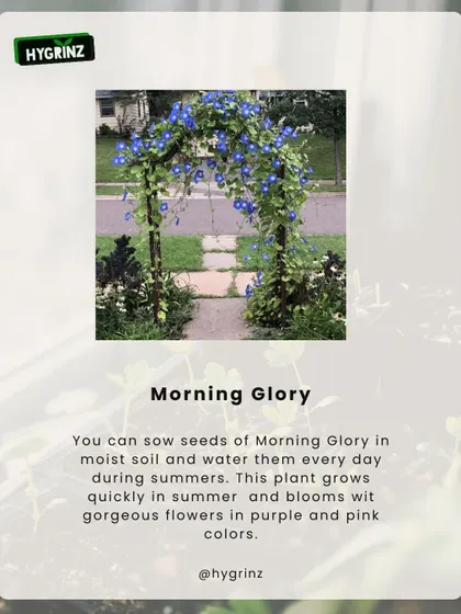 Morning Glory is another excellent summer plant. These climbers grow quickly and produce gorgeous purple and pink flowers that open in the morning.