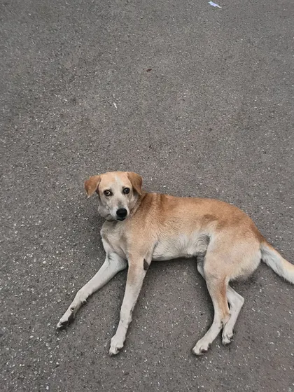 Just taking a moment to rest on the pavement. We always watch out for our furry friends during our training sessions.