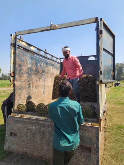 Our team loading Selection No.1 grass turf. We pride ourselves on supplying the best quality turf for your dream lawn.