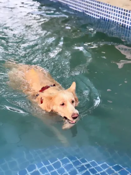 A Golden Retriever gracefully paddling in the clear blue water. You can see how relaxed and happy our furry guests are when they are in the pool.