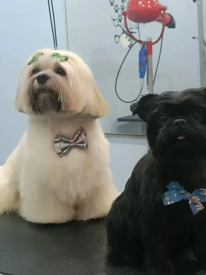 This picture features two of my clients, a Lhasa Apso and an Affenpinscher, looking their best after their grooms. So much cuteness in one frame.