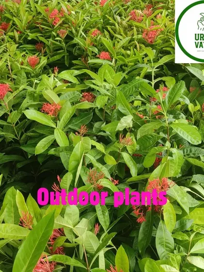 A closer look at the red Ixora flowers.