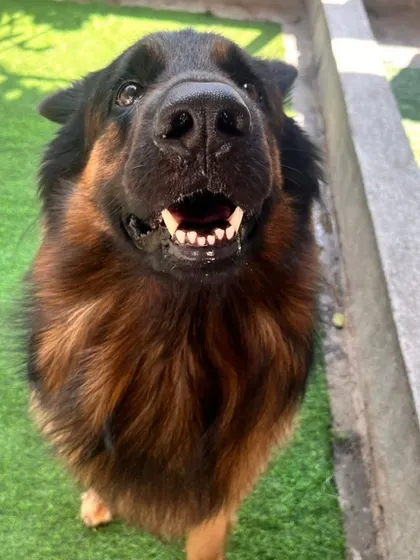 A close-up of a happy German Shepherd.