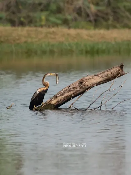 An Oriental Darter, also known as a snakebird, with a freshly caught fish in its beak. This action shot captures a key moment of survival in the wetlands.