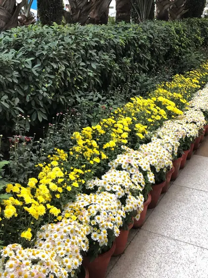 Rows of potted white and yellow Guldavari ready for a client. These are great for creating neat, colorful borders along walkways or in front of hedges.
