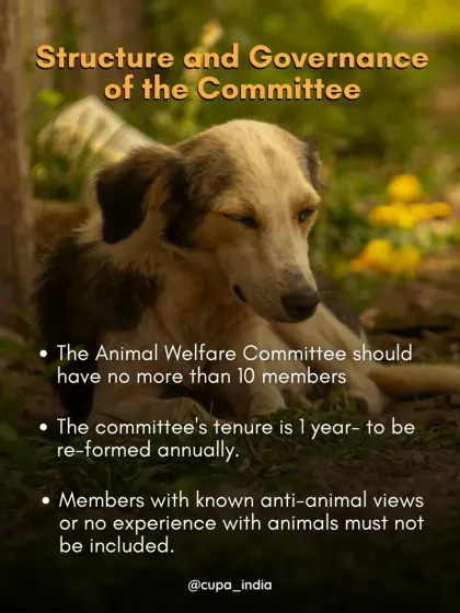 The BBMP guidelines specify the structure of the Animal Welfare Committee. It should have no more than 10 members, and those with known anti-animal views must not be included.