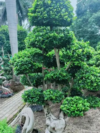 Another example of a large, multi-trunk bonsai. The intricate trunk and branch structure is the result of many years of specialized pruning and care.