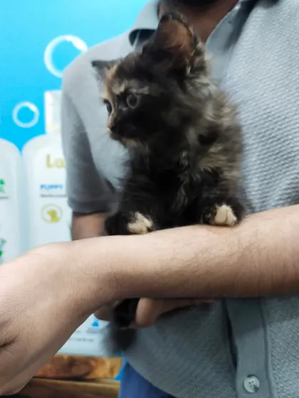 Here you can see the kitten resting comfortably in my arms. This gentle hold is part of my approach to stress-free veterinary care.