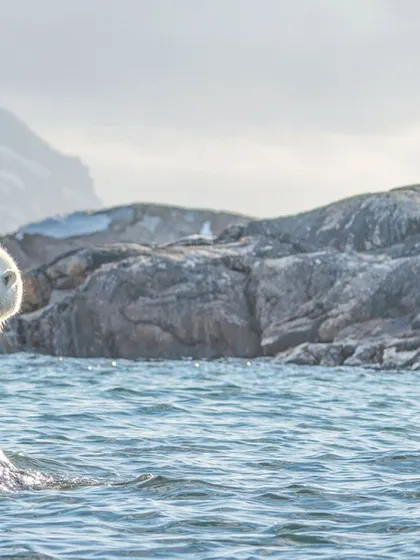 The connection between the bear and its environment is palpable here. It is perfectly at home in this world of ice and water.