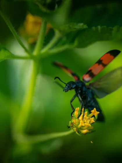 A blister beetle with its distinctive red and black wings in mid-flight. Capturing insects in flight is extremely challenging and requires a lot of luck and a very fast shutter speed.
