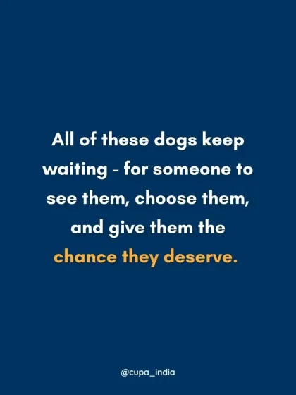 A simple, powerful message. All of these dogs are waiting for someone to see them, choose them, and give them the chance they deserve. Will you be the one?