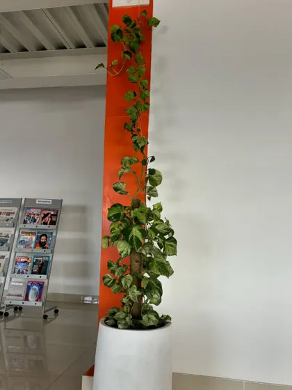 A climbing Pothos plant adds vertical interest to a corner in the Charkos Institute. Supported by a moss pole, it brings a sense of growth and vitality to the institutional setting.