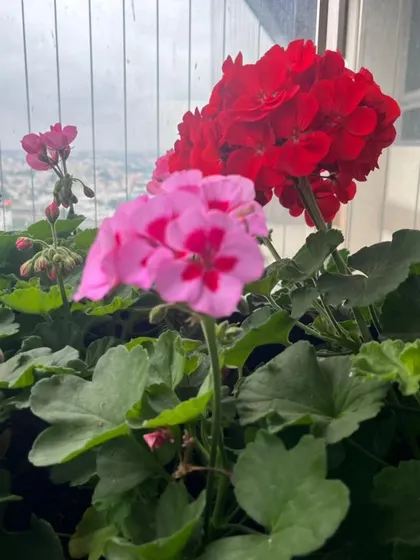 A close-up of pink and red geraniums. I select plants with strong blooms for clients who want consistent color on their balconies.