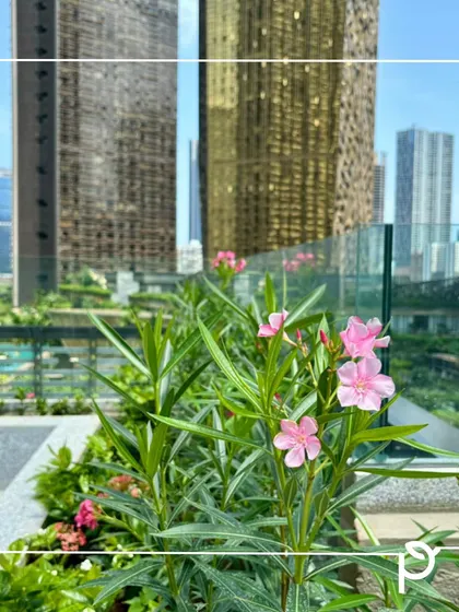 Pink Kaner (Oleander) flowers blooming on a high-rise terrace, with the city's golden towers in the background. This demonstrates our expertise in creating thriving gardens in challenging urban environments.