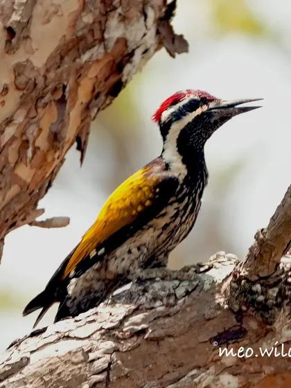 The Malabar Flameback woodpecker is a flash of color in the forest. I was so excited to get this clear shot showcasing its fiery yellow wings and vibrant red crest. Finding and photographing these stunning birds in the forests of Wayanad is always a rewarding challenge.