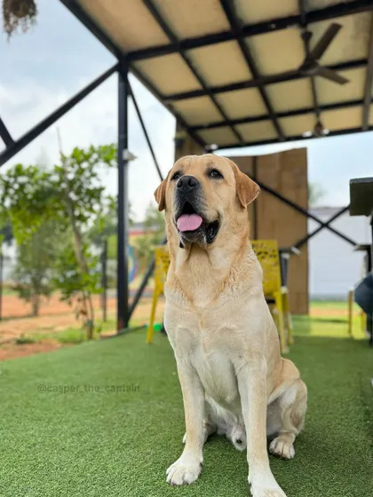 A beautiful, happy Labrador posing in our cafe area, a perfect example of a relaxed and contented guest.