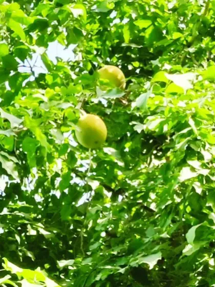 Bael fruit, seen here growing on a tree, is a nutritious fruit that is excellent for gut health. It has been traditionally used to treat diarrhea and constipation and contains compounds that reduce inflammation.
