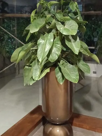 A large Philodendron in a metallic bronze planter adds a touch of glamour to this indoor space. Its large, heart-shaped leaves create a lush, tropical feel, even by a window with a view.