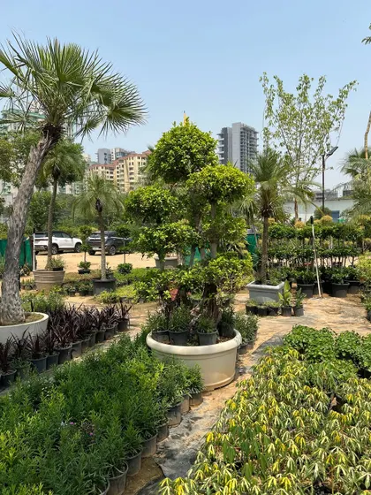 Another view of one of our beautiful, mature Ficus bonsai trees. The city skyline in the background gives you a sense of how these natural sculptures can create a peaceful oasis even in an urban setting.