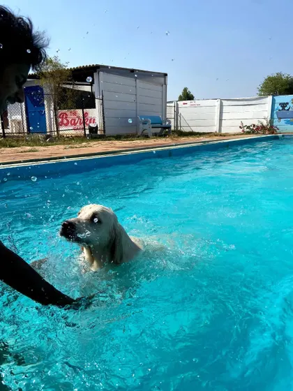 A splashy, action-filled moment as a staff member plays with a dog in the pool.