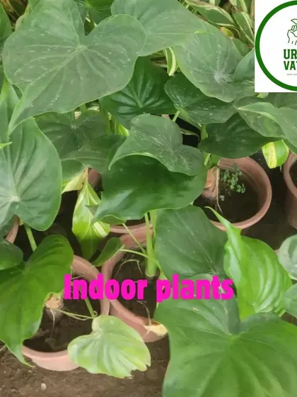 Beautiful indoor Homalomena plants.