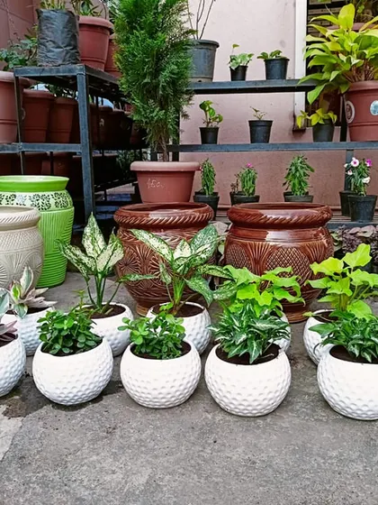 A closer look at the white ceramic pots with assorted indoor plants, ready for an office installation. We select low-maintenance plants like Aglaonema and Syngonium that are perfect for indoor environments.