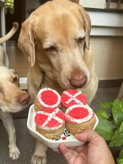 A plate full of love! These Valentine's cookies are ready to be shared, and this Labrador is first in line.
