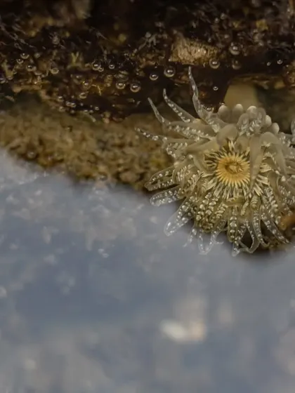 A Banded Bead Anemone photographed at Bandra Bandstand. This image represents the marine ecosystem, one of the many environments I am passionate about protecting.