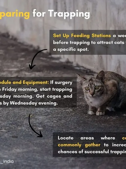 Here's how to prepare for trapping: set up feeding stations a week in advance to get cats used to a specific spot. Schedule the surgery and get your equipment, like cages and traps, ready beforehand.