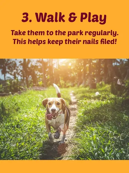 Tip 3: Walk and play. Regular walks on pavements can help naturally file down your dog's nails, making clipping less frequent.