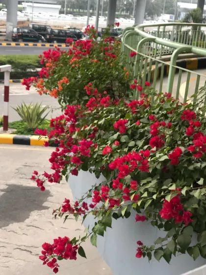 A closer look at the Bougainvillea planters. They are full and vibrant, spilling over the edges to create a lush, natural look.