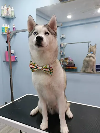 Irish the Husky looking dapper and proud with his new bow tie after his spa day.