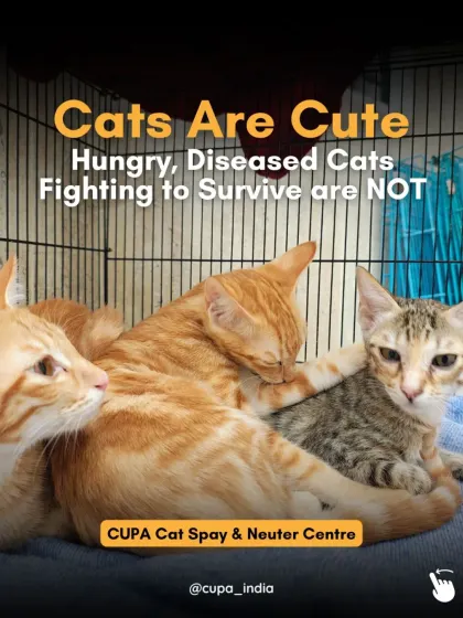 Cats are cute. Hungry, diseased cats fighting to survive are not. Our Cat Spay & Neuter Centre is the most effective tool we have to ensure cats in our communities are healthy, not struggling.
