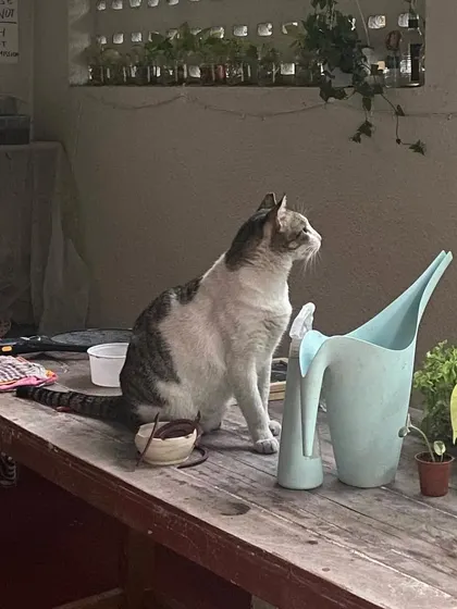 This is Silky, the soul of our studio. He greeted me at the gate the first day I saw this space, and it has been his home ever since. He brings so much life and calm to our little corner of the world.