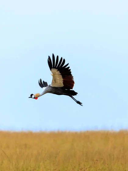 A Grey Crowned Crane in elegant flight over the savanna. I teach my clients how to capture these graceful flight patterns, with the neck extended and legs trailing behind.
