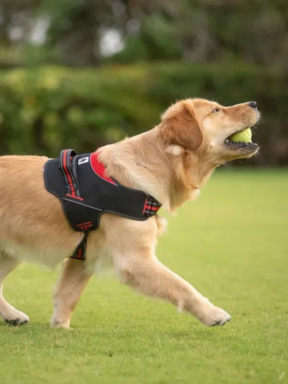 A golden retriever in his element, happily trotting across the grass with a tennis ball in his mouth.