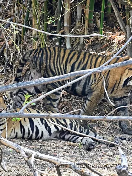 A pair of tiger cubs in the bamboo thickets of Central India. Even at this young age, their stripes make them nearly invisible, showcasing the incredible adaptation that allows them to thrive.