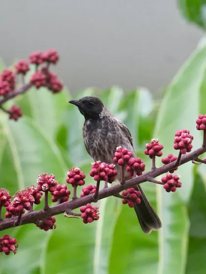 A red-vented bulbul perches on a flowering branch. Our retreat is a haven for many common and rare bird species, making it a wonderful spot for amateur ornithologists.