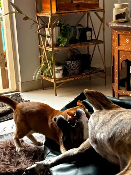 This series shows the curious and playful dynamic between a cat and a Beagle by the window. I'm always there to supervise and ensure their interactions are safe and positive, fostering a healthy relationship.