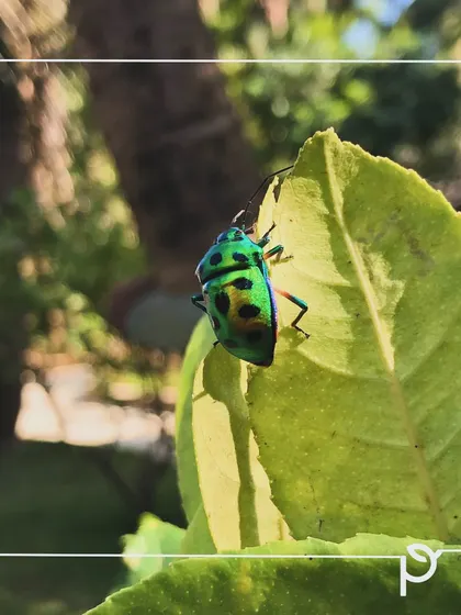 The same Jewel Bug seen from a different angle. The presence of such insects is a sign of a balanced and thriving garden environment.