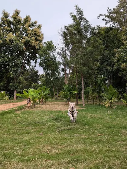 Buddy mid-run, a picture of health and happiness. He is now neutered and fully ready to start his new life with a forever family.