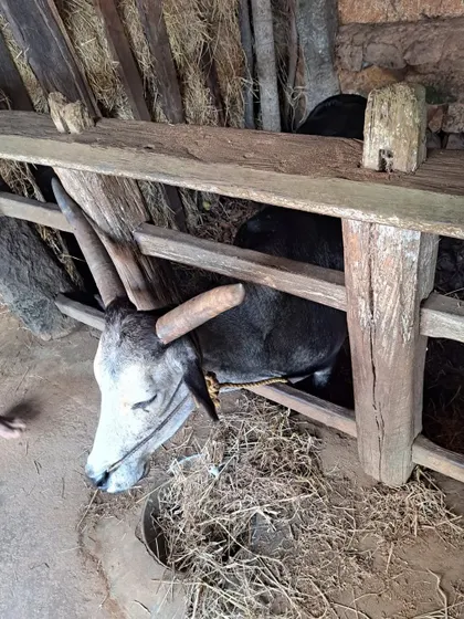 'Kallu,' one of the two 'eternal' buffaloes of the Vandaru mane, who are believed to have supernatural senses.