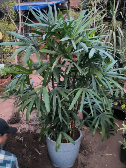This Rhapis Palm is a real stunner. Its fan-shaped leaves and clustered bamboo-like stems create a very elegant and tropical feel.